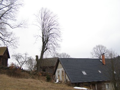 Lesní práce 16