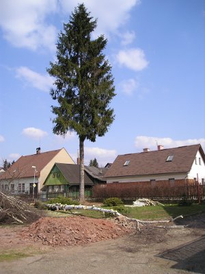 Pokácení břízy
