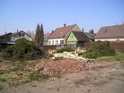 Rozřezané kmeny