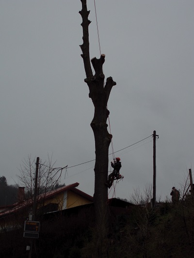 Slaňování ze stromu